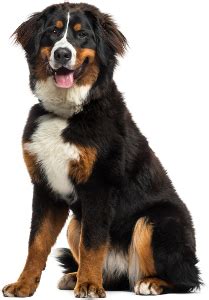 Maybe you would like to learn more about one of these? Best Dog Food For Bernese Mountain Dogs | 2020 Top Picks ...