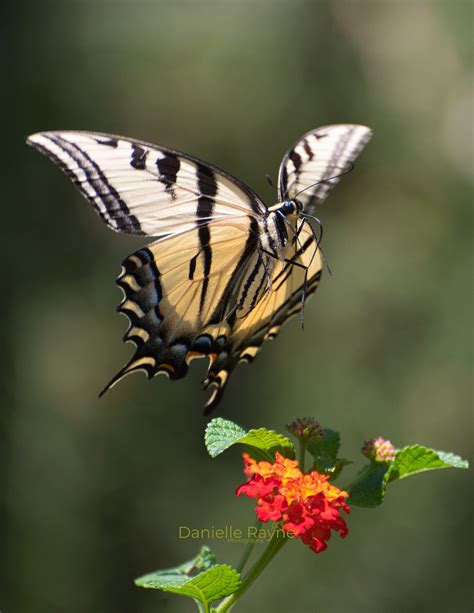 Tiger Swallowtail Butterfly In Flight Photo Print Etsy