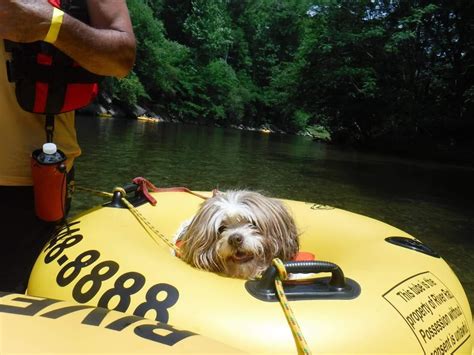 We did not find results for: The Perfect Pet-Friendly Smoky Mountain Vacation ...