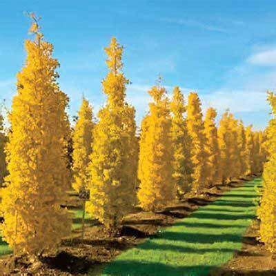 Popular zone 5 flowering trees. Goldspire Ginkgo Tree | Ginkgo tree, Columnar trees, Ginko ...