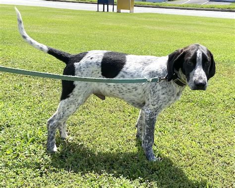 American English Coonhound Information Dog Breed Information And Pictures