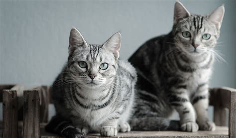 American Shorthair Cat Breed Information And Characteristics Pet Reader