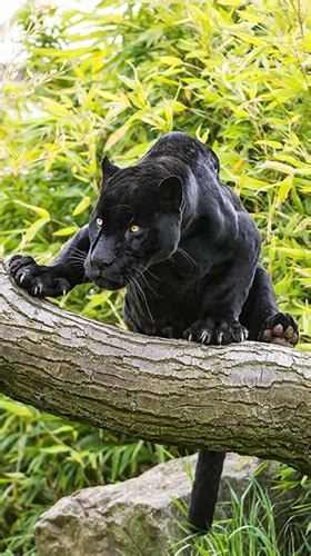 If you're in search of the best black panther wallpaper, you've come to the right place. Black panter für Android kostenlos herunterladen. Live ...