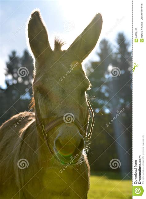 Donkey In Sunset Stock Photo Image Of Curious Daft 88780168