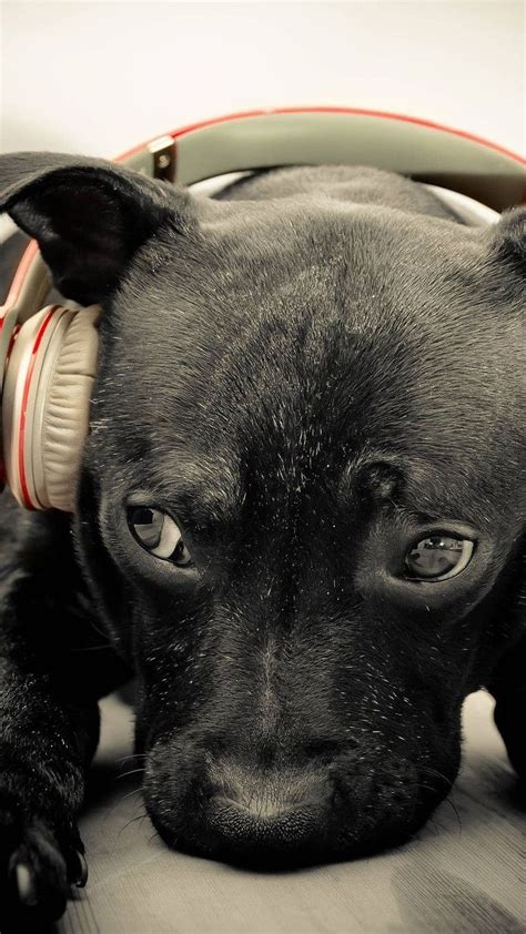 Funny Dog Wearing Headphones Funny Dog Wearing Headphones Animal