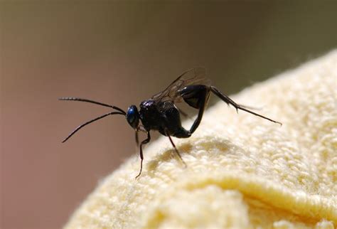 Ensign Wasp Wild About Ants