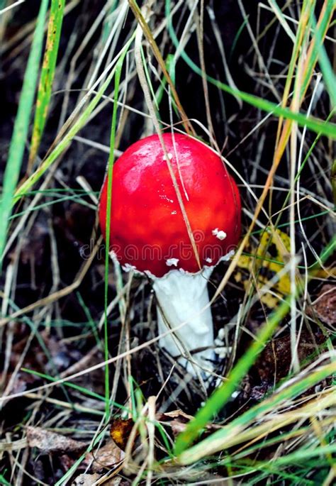 Fly Agaric Mushroom Also Known As Amanita Muscaria In The Forest