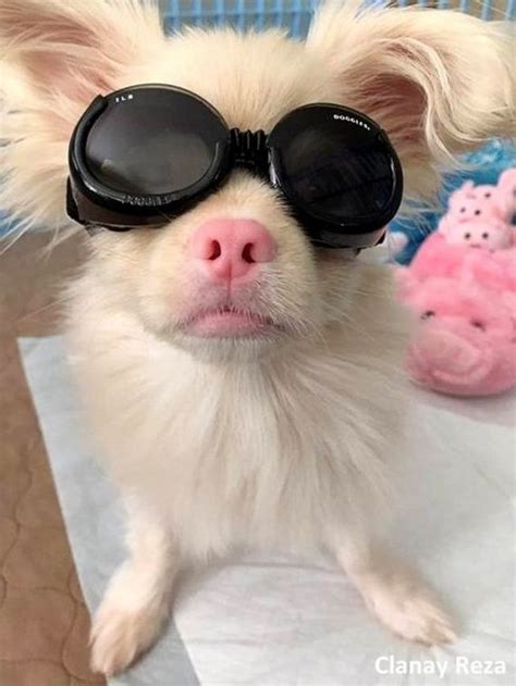 Adorable Albino Puppy Survives Against All Odds, and Now Has the Shades
