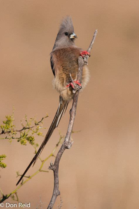 Wild Birds Of South Africa Unique Rare Bird