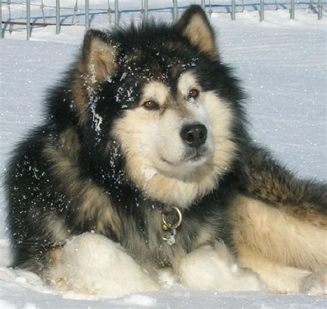 Alaskan Malamute Dogs Pinterest