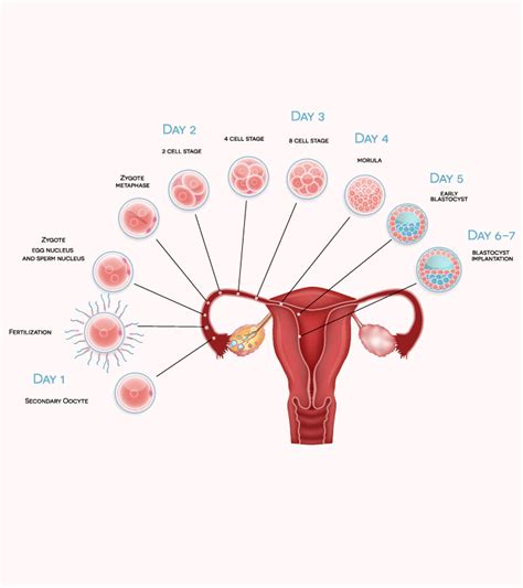 Implantation Of Embryo In Uterus