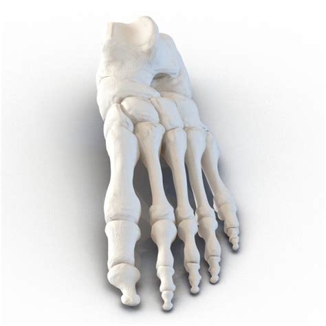 3d Human Foot Bones 3d Molier International