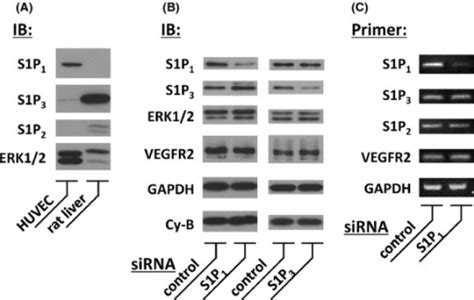 Immunoblot Assay And Rt Pcr Analysis Of Huvec For S1p R Open I