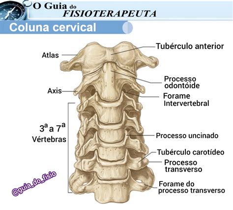 Anatomia Das Vértebras Cervicais Atípicas O Guia Do Fisioterapeuta