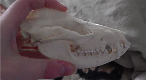 Opossum Skull By Kangeetheonyxfox On Deviantart