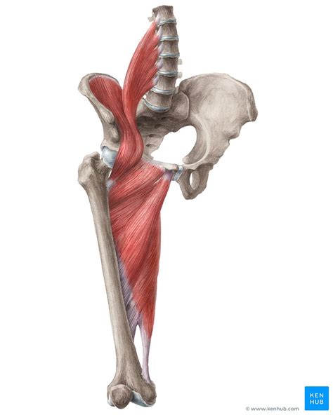 In human anatomy, the muscles of the hip joint are those muscles that cause movement in the hip. Hip and thigh muscles: Anatomy and functions | Kenhub