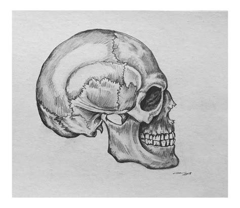 How To Draw A Skull Side View How To Do Thing