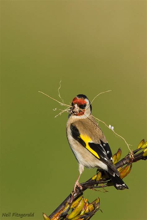 European Goldfinch Kōurarini New Zealand Birds Online