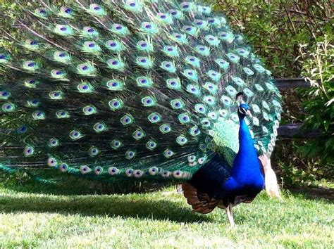 Pin By Trish From On Peacocks Peafowl Peacock Breeds