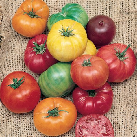 Rainbow Beefsteak Tomato Mix Large Tomato Seeds Totally