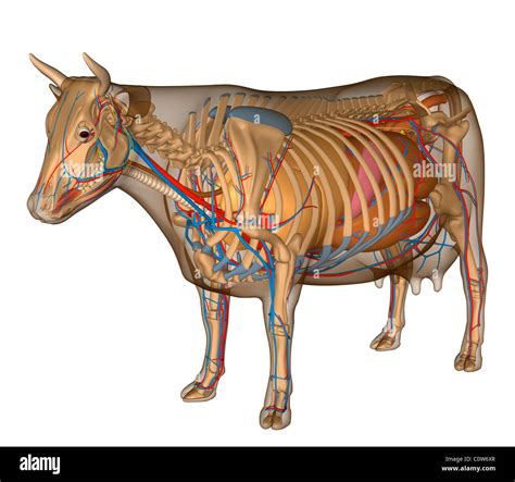 Anatomy Of The Cow Organs Stock Photo Royalty Free Image 34974991 Alamy