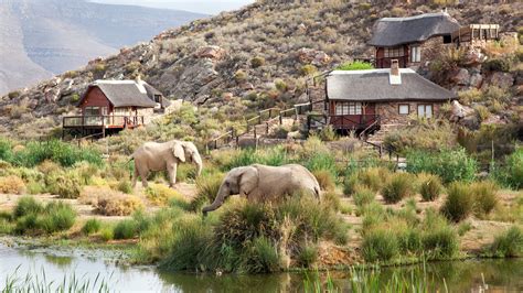 4 safari destinations in south africa you can get to from cape town condé nast traveler
