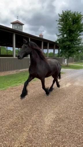 Pin By Scaredy Cat On ️vhorses Video Cute Horse Pictures