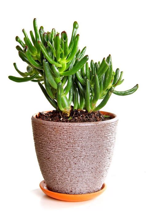 7 Easy To Grow Succulents For Beginners Lobotany