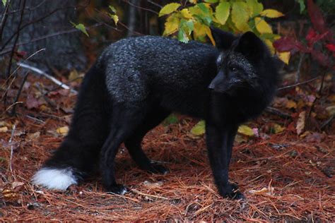 Fox Fur Color Changes