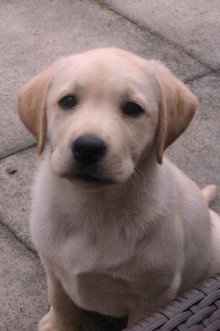 Though all labrador retriever puppies are smart and adaptable, they can vary in size and color. baby star (With images) | Labrador retriever, Baby star ...
