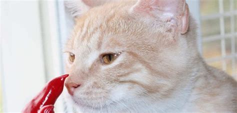 Dogs have a knack for eating some of the grossest things imaginable. Can Cats Taste Spicy Food? Here's the Answer