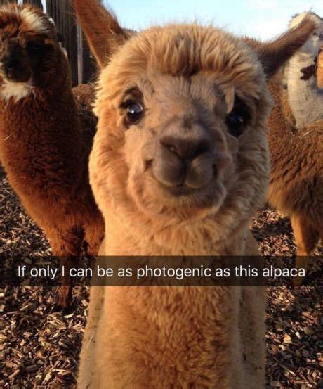15 Hilarious Alpaca Memes That Will Have You Laughing All Day Alpaca