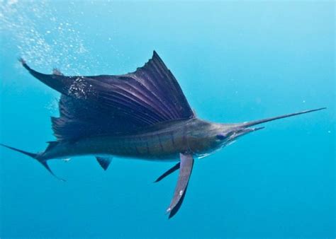 Pada umumnya ikan black drum ini memiliki berat 2 hingga 14 kg, akan tetapi bisa mncapai 40 kg dan rekor yang pernah tertangkap adalah 51 kg. Nama Nama Ikan Laut Dan Gambarnya Terlengkap | Nama-Nama Hewan