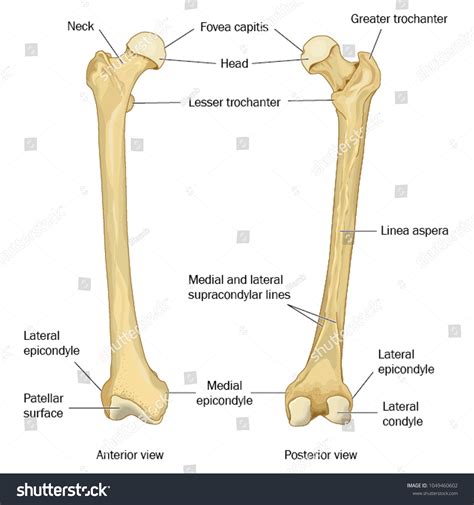 Anterior Posterior Views Human Femur Thigh Image Vectorielle De Stock