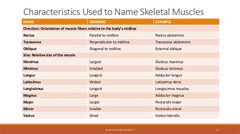 List of muscle names : Lecture 2