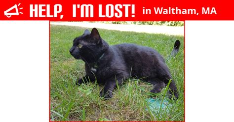 Lost Cat Waltham Massachusetts Mali