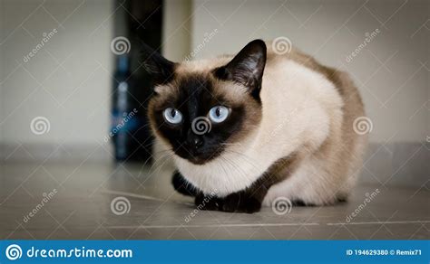 Siamese Cat With Blue Eyes Sitting Stock Photo Image Of Mammal
