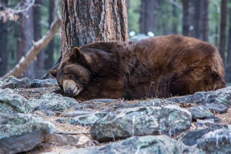 Sleeping Bear Free Stock Photo Public Domain Pictures