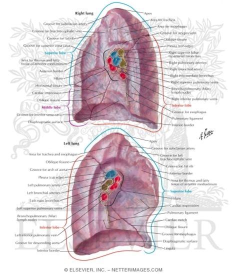 Gross Anatomy Of Lungs