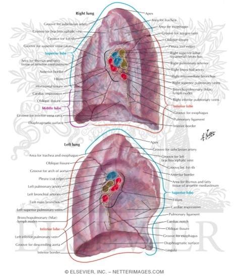 Gross Anatomy Of The Lungs