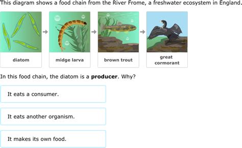 40 Food Chain 5th Grade Search Lesson Plans