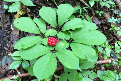 A Plant With Green Leaves And A Red Berry On Its Stem In The Woods