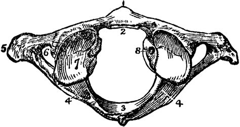 It is named for atlas of greek mythology because, just as atlas supported the globe, it supports the entire head. The Atlas Vertebra | ClipArt ETC