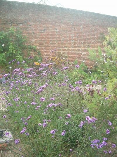 Verbena Bonariensis Purple Top Tall Verbena From Shrubland Nurseries