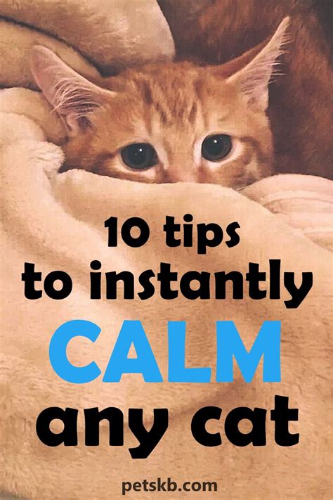 10 Tips To INSTANTLY Calm ANY Cat Cat Parenting Calming Cat Cat Care