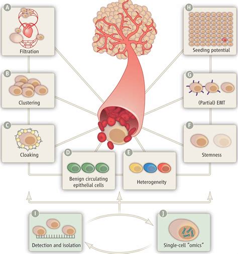 Circulating Tumor Cells Science