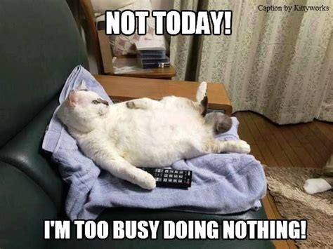 Not Today Im Too Busy Doing Nothing Cats Cat Memes Funny Cat Memes