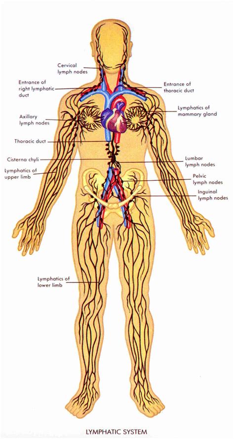 Diagram Of Lymphatic System