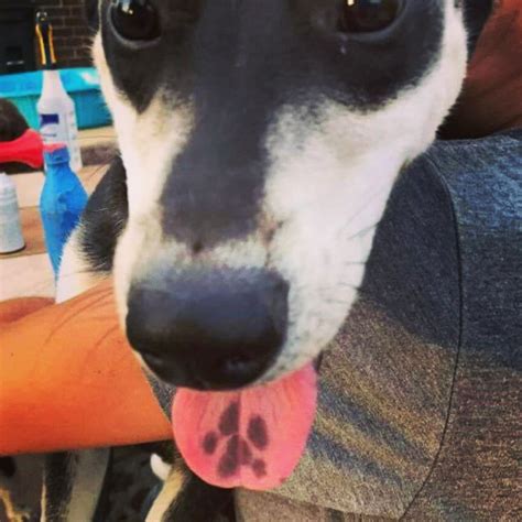 This Picture Of A Dog With A Paw Mark On His Tongue Caught My Attention