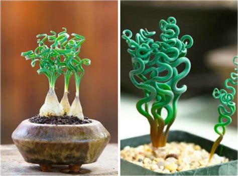 13 Weird House Plants You Didnt Know You Needed Gardening Viral